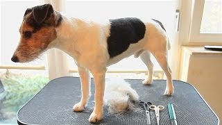 How to trim amp strip a ParsonJack Russell Terrier [upl. by Pergrim]