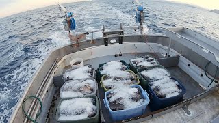 Fresh Market Rockfish  Catching and Cleaning Alaska Rockfish  Alaska Rockfish Jigging [upl. by Virnelli]