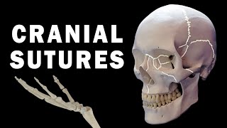 CRANIAL SUTURES ANATOMY [upl. by Tyra]