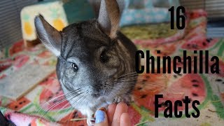 Chinchilla Fun Facts and Trivia [upl. by Yalhsa617]