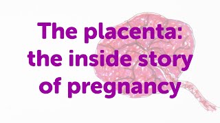 Placenta Position really predict the Baby gender  II Posterior and Anterior Placenta positions [upl. by Tengdin]