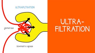 21 Renal Ultrafiltration [upl. by Desirea185]