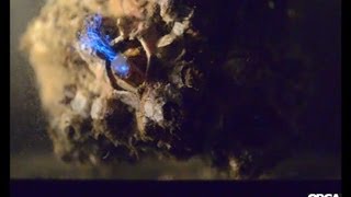 Barnacles feeding on bioluminescent dinoflagellates [upl. by Haelahk]