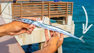 Needlefish Bait Hooks MASSIVE FISH Under Pier [upl. by Llerrot]