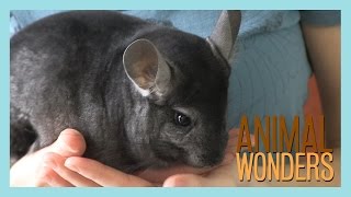 Chinchillas What Where and How [upl. by Amethyst410]